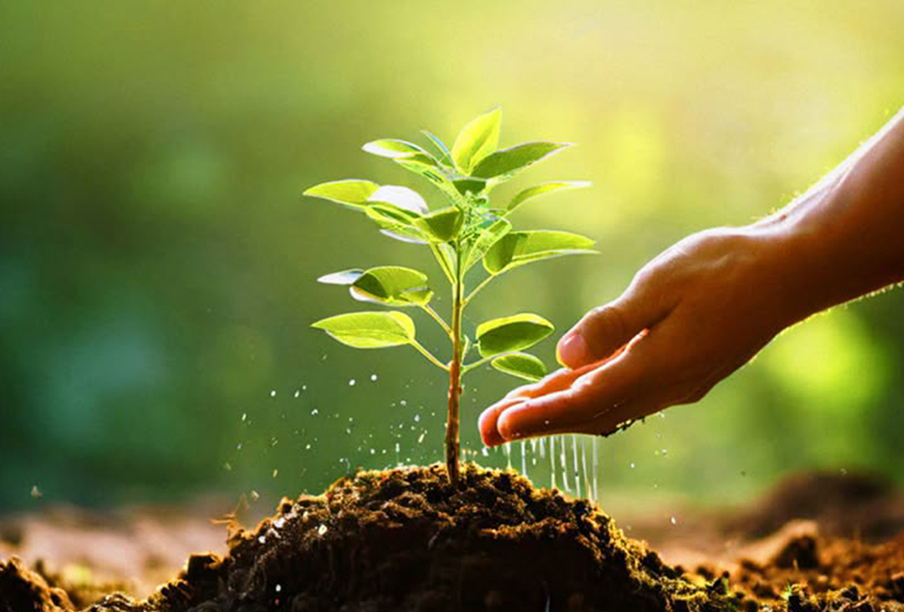 الأعمال الزراعية الربحية- الزراعة العضوية
